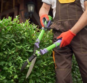 Enhance Your Landscape with Tree Pruning Services