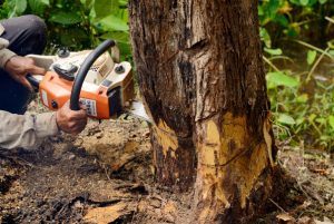 Expert Tree Pruning Services: Unveiling Your Landscape's Beauty